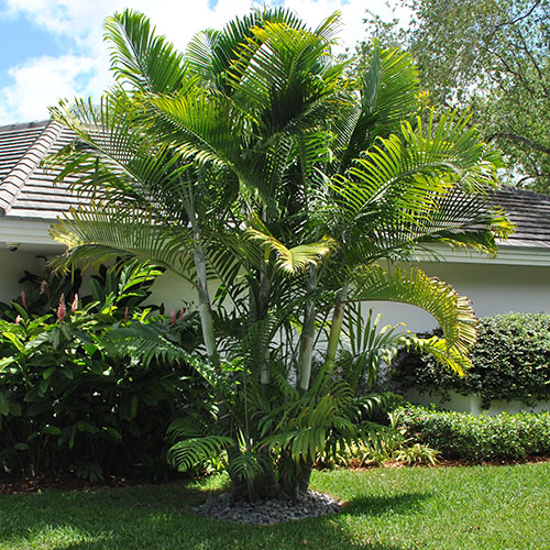 Cabada Palm