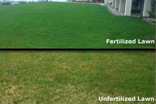Healthy Lawn