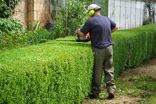 Hedge Trimming